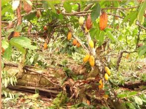 Bahia Ilheus Kakao Fazenda - Kakao Anbau