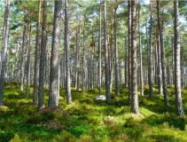 Arad Wald kaufen 220 ha Laubwald - rou-ra-a57